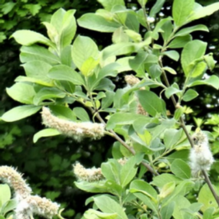 Boswilg (25 stuks)
