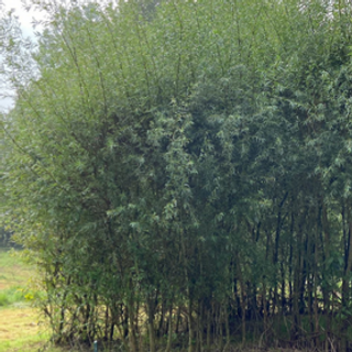 Schietwilg (25 stuks)