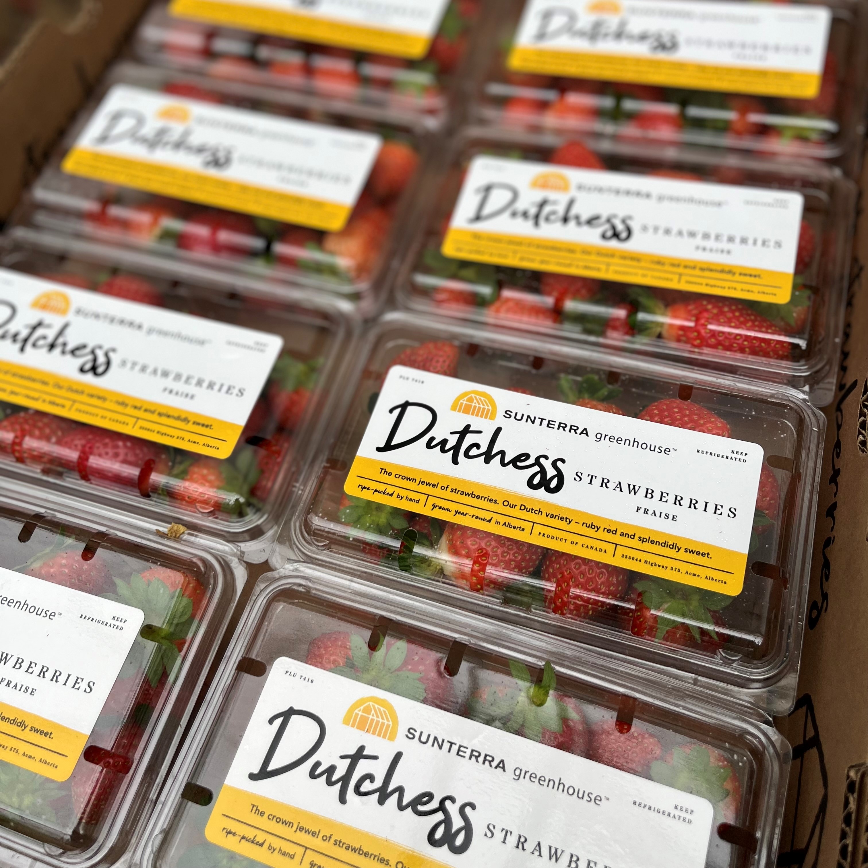 Dutchess Strawberries (1 Case of 10 x 340g clamshells)