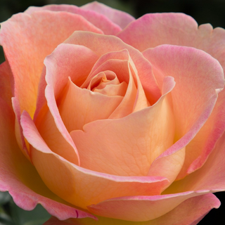 Essential Oil Rose