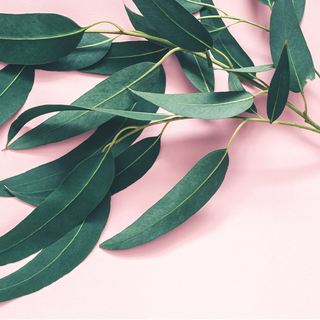 Essential Oil Eucalyptus