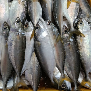 Ikan Temenung