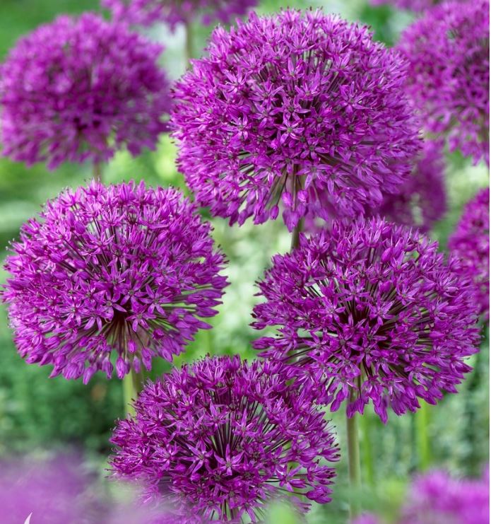 Purple Sensation, Bag of 12