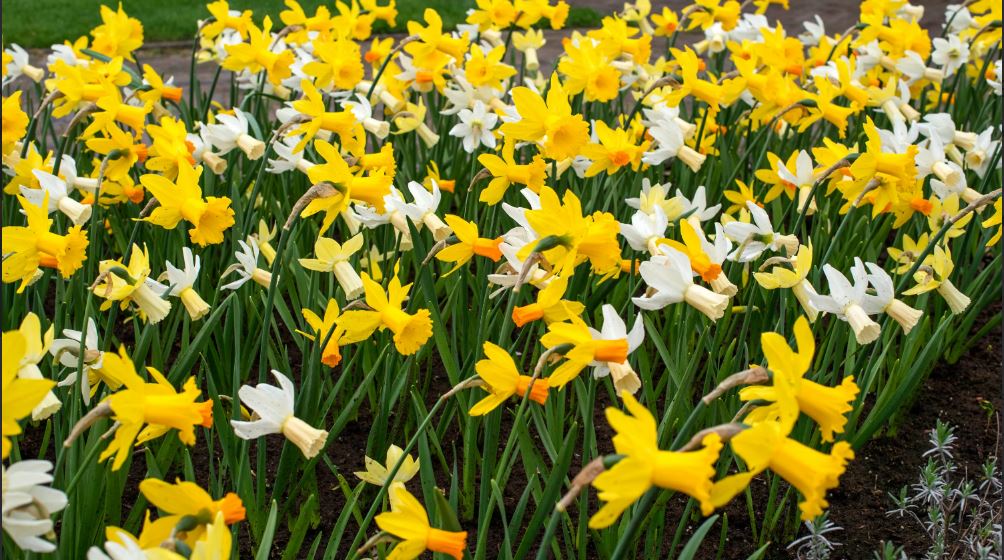 Miniature Mix. Bag of 24