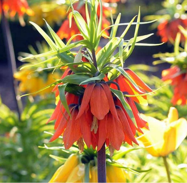 Rubra Fritillaria, Bag of 3