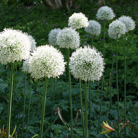 Mount Everest (Giant), Bag of 3