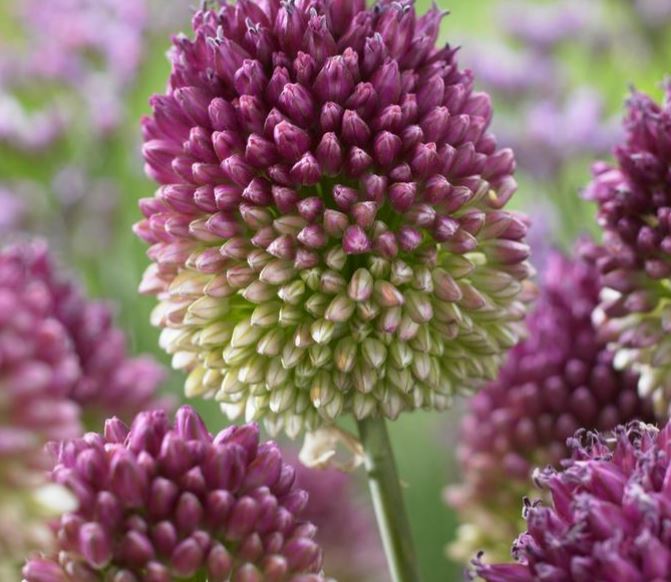 Drumstick Allium, Bag of 15