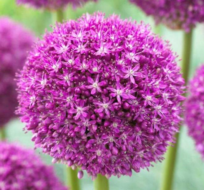 Ambassador (Giant) Bag of 3