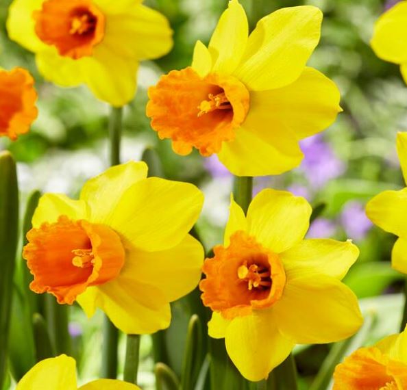 Jetfire (Mini), Bag of 10