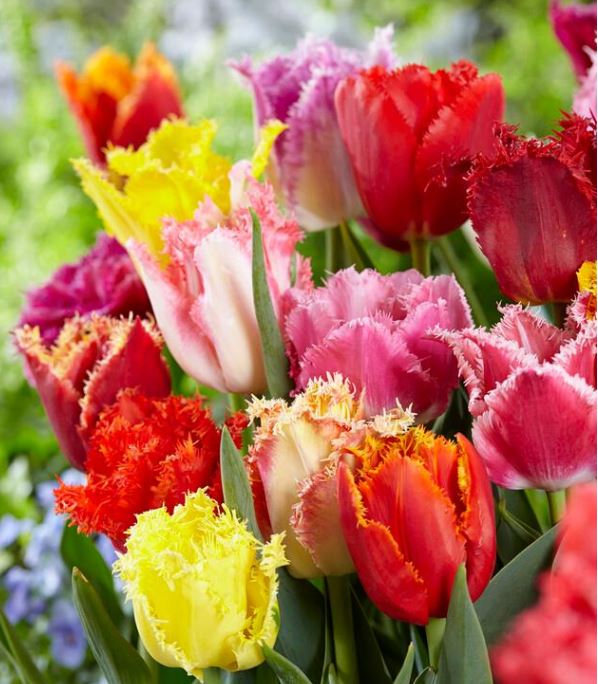 Fringed Mix, bag of 10