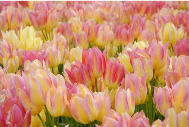 Antoinette, bag of 10