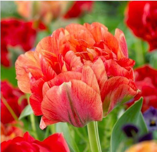 Double Gudoshnik, Bag of 10