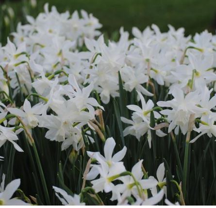 Thalia (Mini) Bag of 10