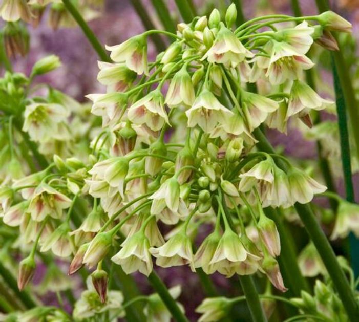 Sicilian Allium, Bag of 15