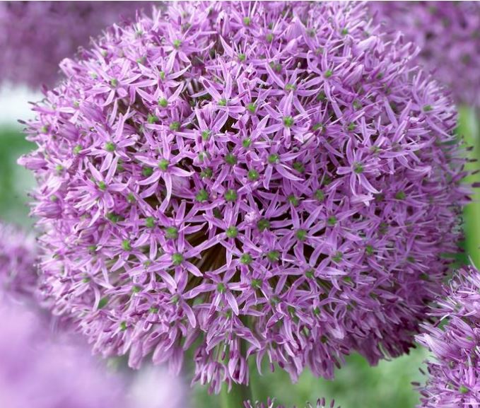 Gladiator (Giant) Bag of 3