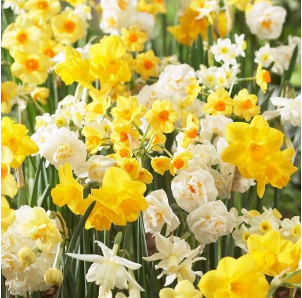 Fragrant Mix, Bag of 24