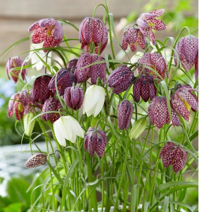 Meleagris Mix, Bag of 18