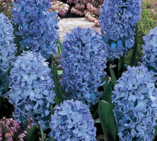 Delft Blue Hyacinth, Bag of 6