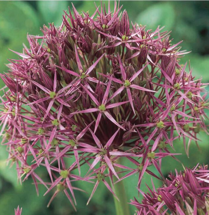 Christophii Allium, Bag of 6
