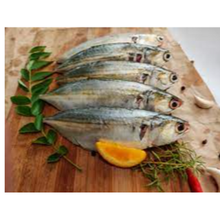 Indian Mackerel