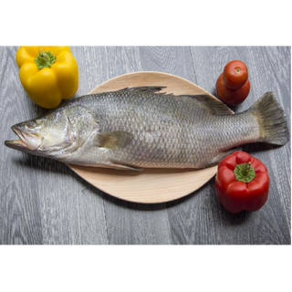 Bhetki / Indian Sea Bass