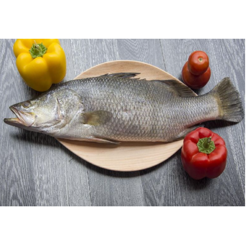 Bhetki / Indian Sea Bass Main Image