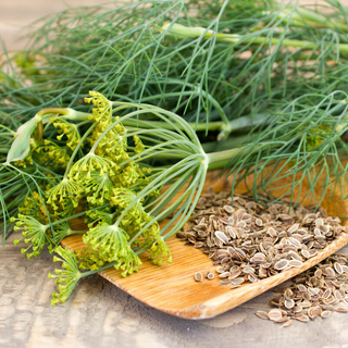 Dill Image