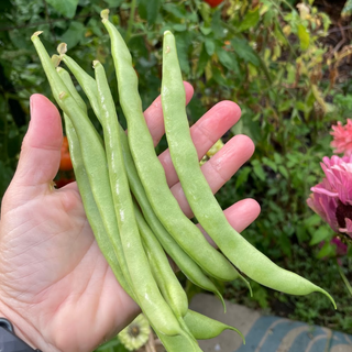SEED PACKET: Saylor Beans