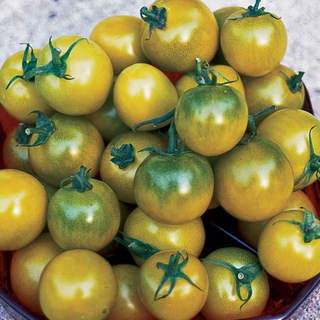Green Grape Tomato Image