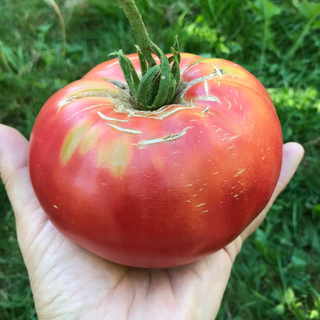 Soldaki Tomato Image