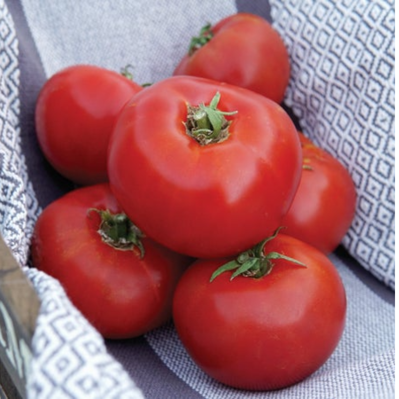 Siletz Tomato Large Image