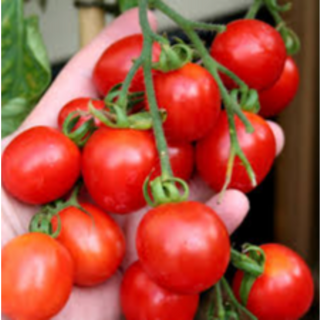 Principe Borghese Cherry Tomato