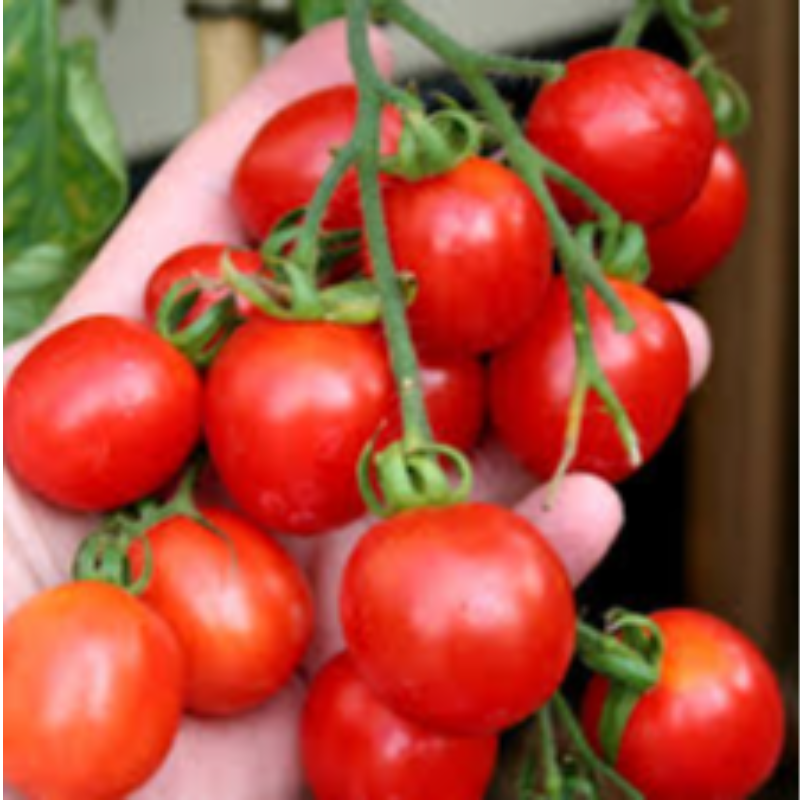 Principe Borghese Cherry Tomato Large Image