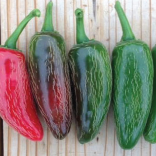 Early Jalapeno Pepper Image