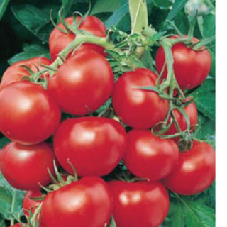 Early Cascade Tomato Image