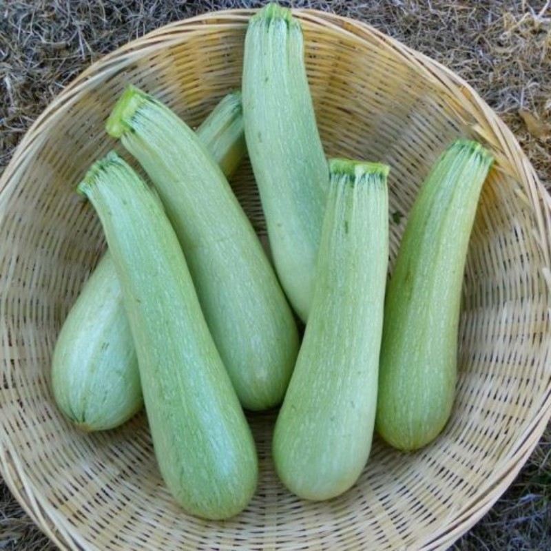 Zucchini, Genovese Large Image