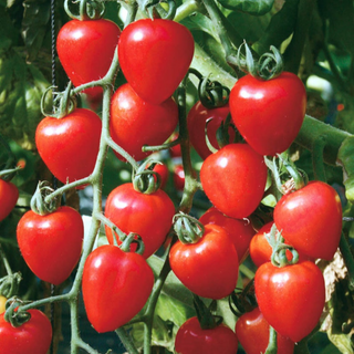 Gardener's Sweetheart Tomato Image