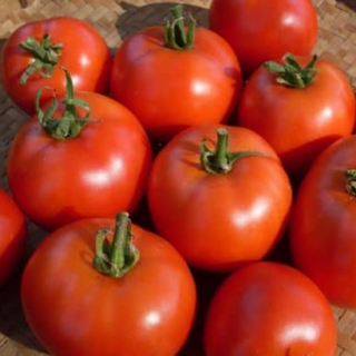 Early Willamette Tomato