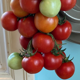 Main Season (Late) Tomatoes