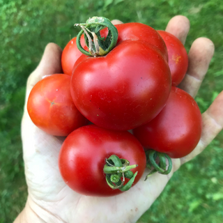 Stupice Tomato Image