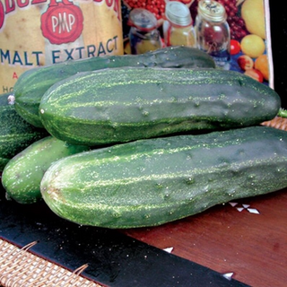 Cucumber, Wautoma Image