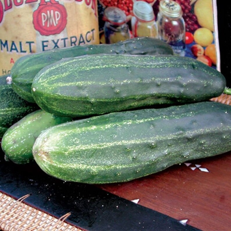 Cucumber, Wautoma Large Image