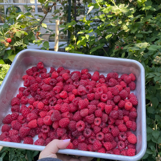 Raspberry, Willamette Image