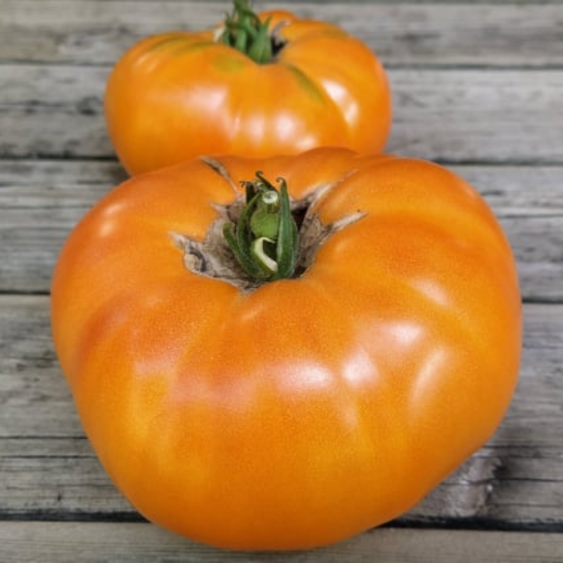 Orange Crush Tomato Large Image
