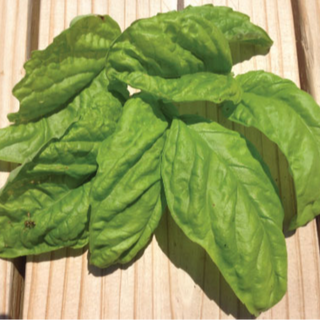 Basil, Lettuce Leaf Image