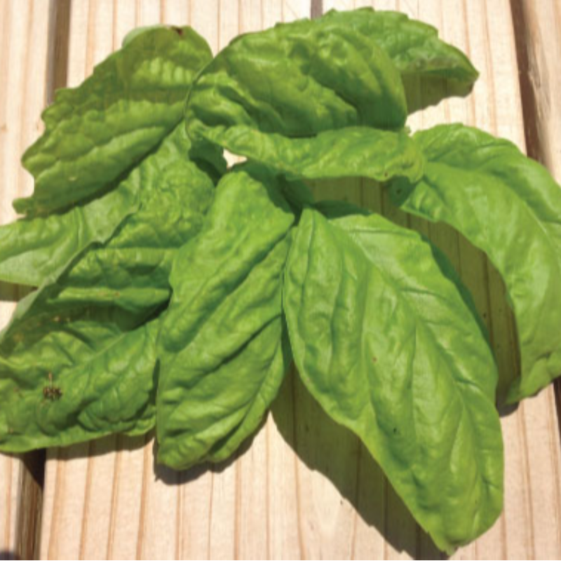 Basil, Lettuce Leaf Large Image