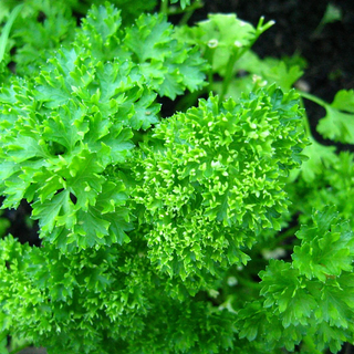Parsley, Curley Image