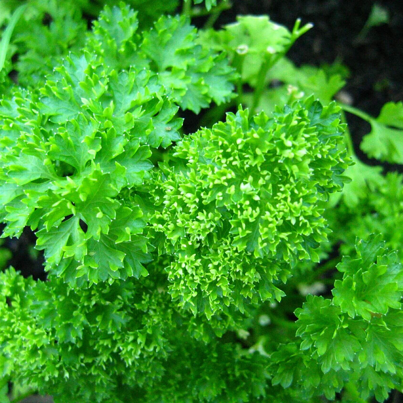 Parsley, Curley Large Image