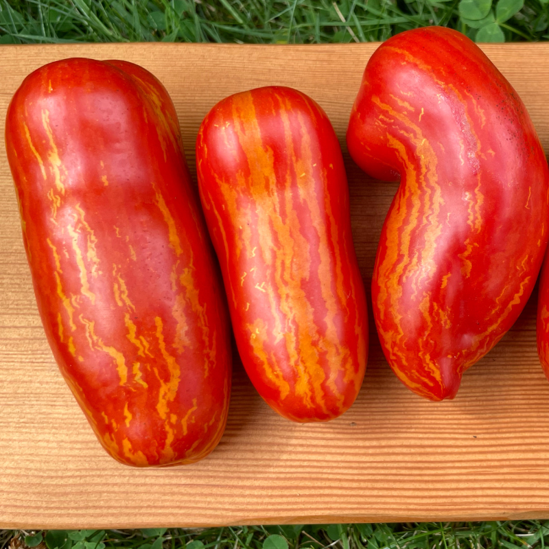 Sher Kahn Dwarf Tomato Large Image
