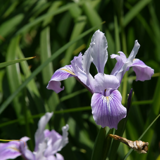 Pacific Iris (Iris tenax) Image